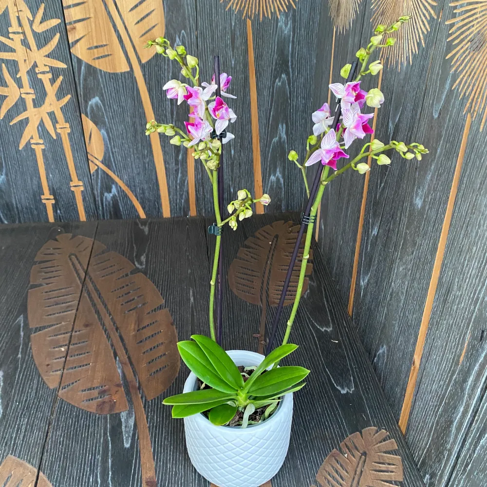 Phalaenopsis Younghome Lucky Star (0018 - peloric) (Olanda)
