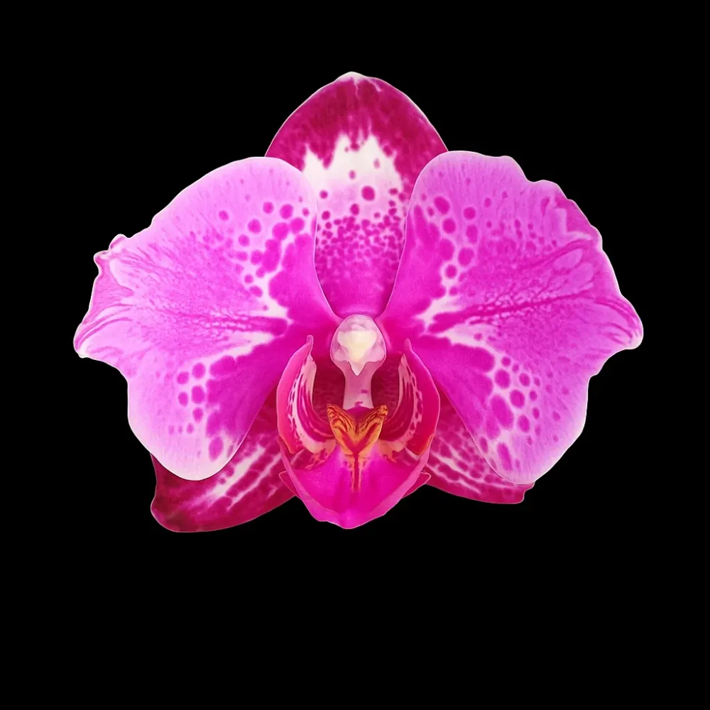 Phalaenopsis Younghome New York (peloric) - flori XL