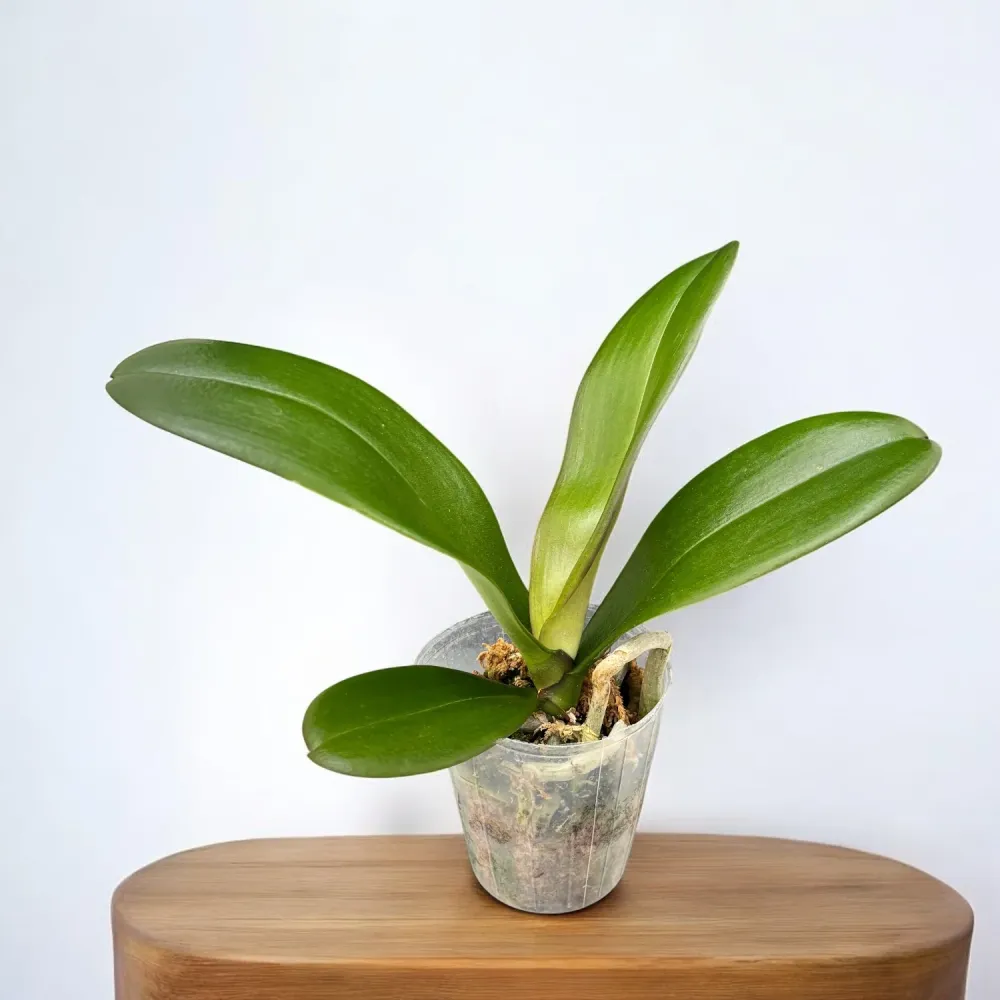Phalaenopsis Younghome New York (peloric) - flori XL