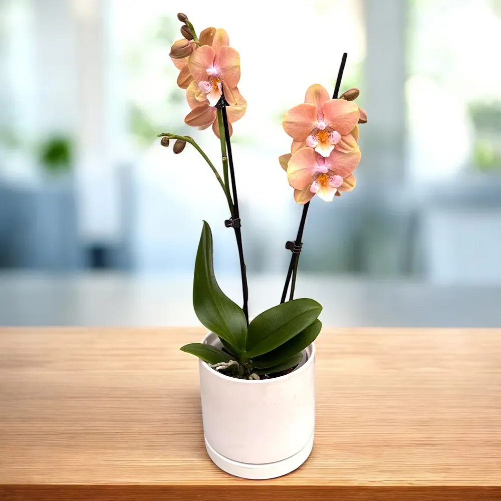 Phalaenopsis Younghome Walle - big lip
