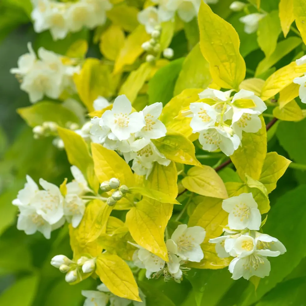 Philadelphus coronarius 'Aureus' (Mock Orange) - Iasomie parfumata cu frunze aurii