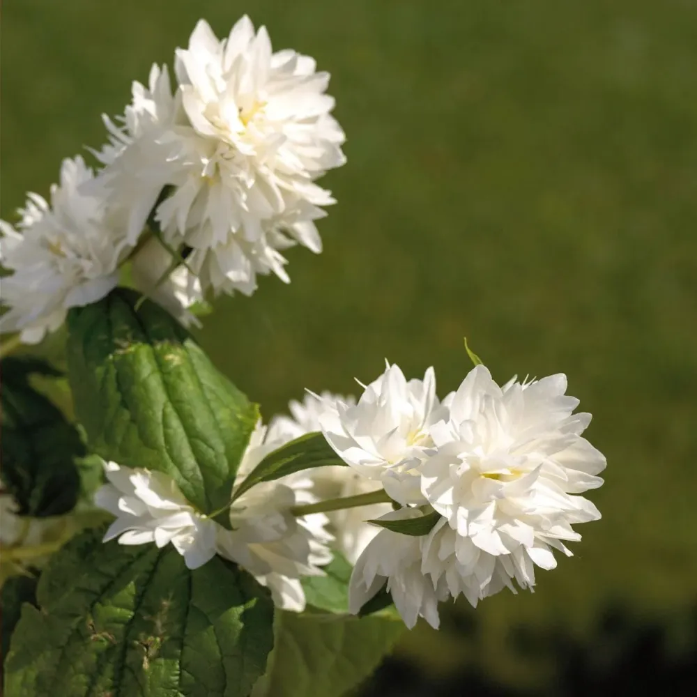 Philadelphus 'Minnesota Snowflake' (Mock Orange) - Iasomie parfumata cu floare dubla