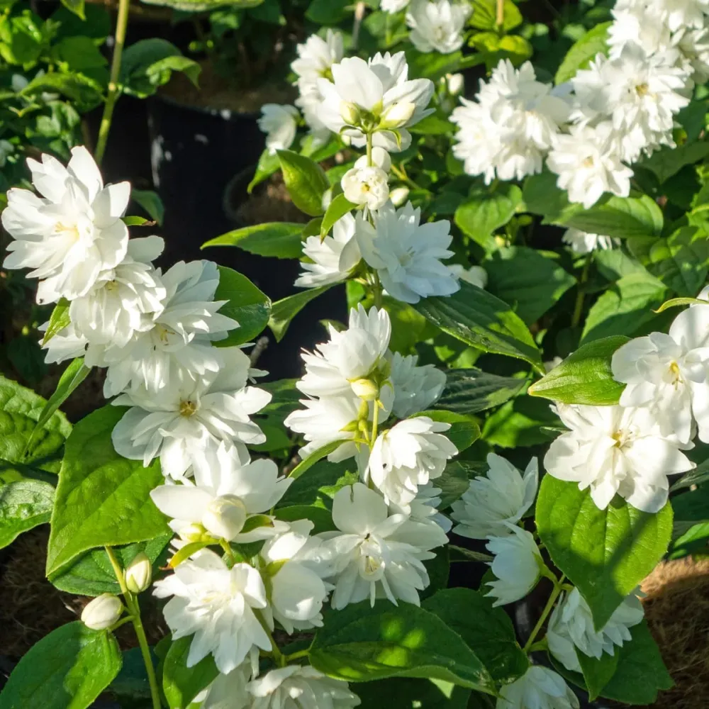 Philadelphus 'Minnesota Snowflake' (Mock Orange) - Iasomie parfumata cu floare dubla
