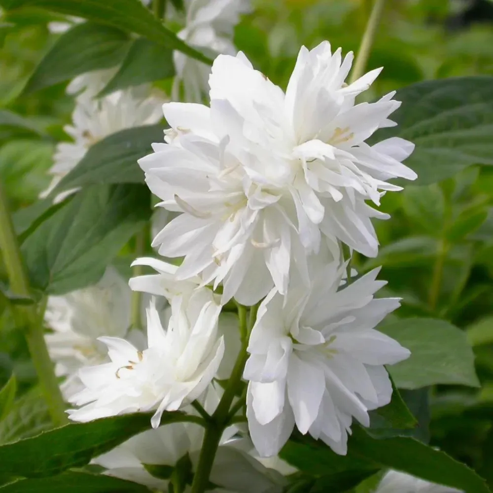 Philadelphus 'Minnesota Snowflake' (Mock Orange) - Iasomie parfumata cu floare dubla
