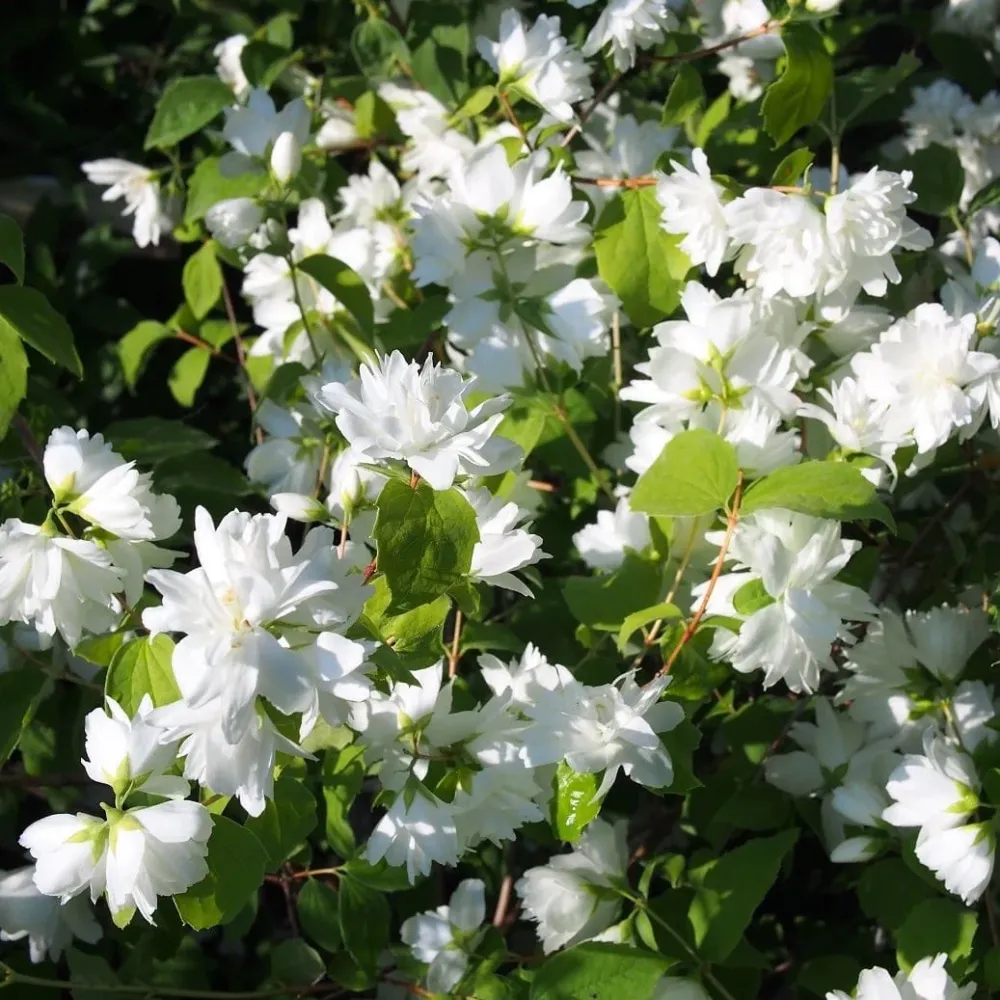 Philadelphus 'Minnesota Snowflake' (Mock Orange) - Iasomie parfumata cu floare dubla