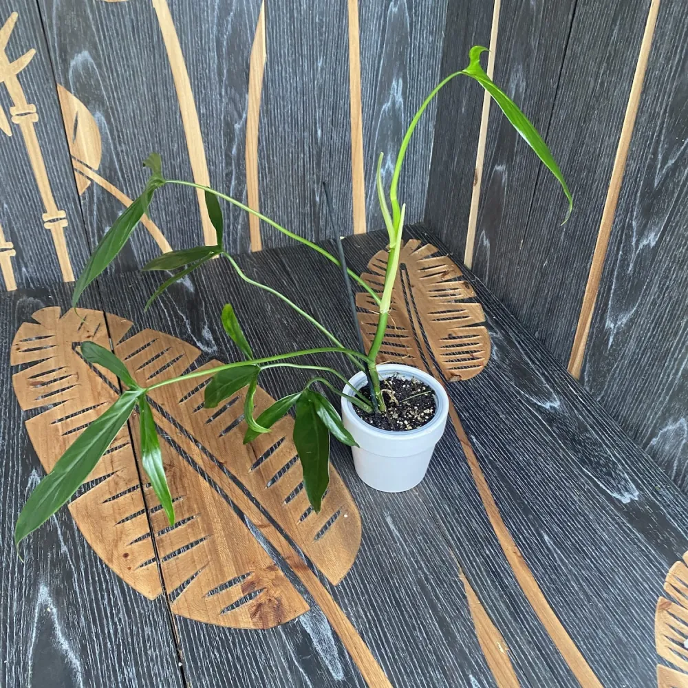 Philodendron anisotomum
