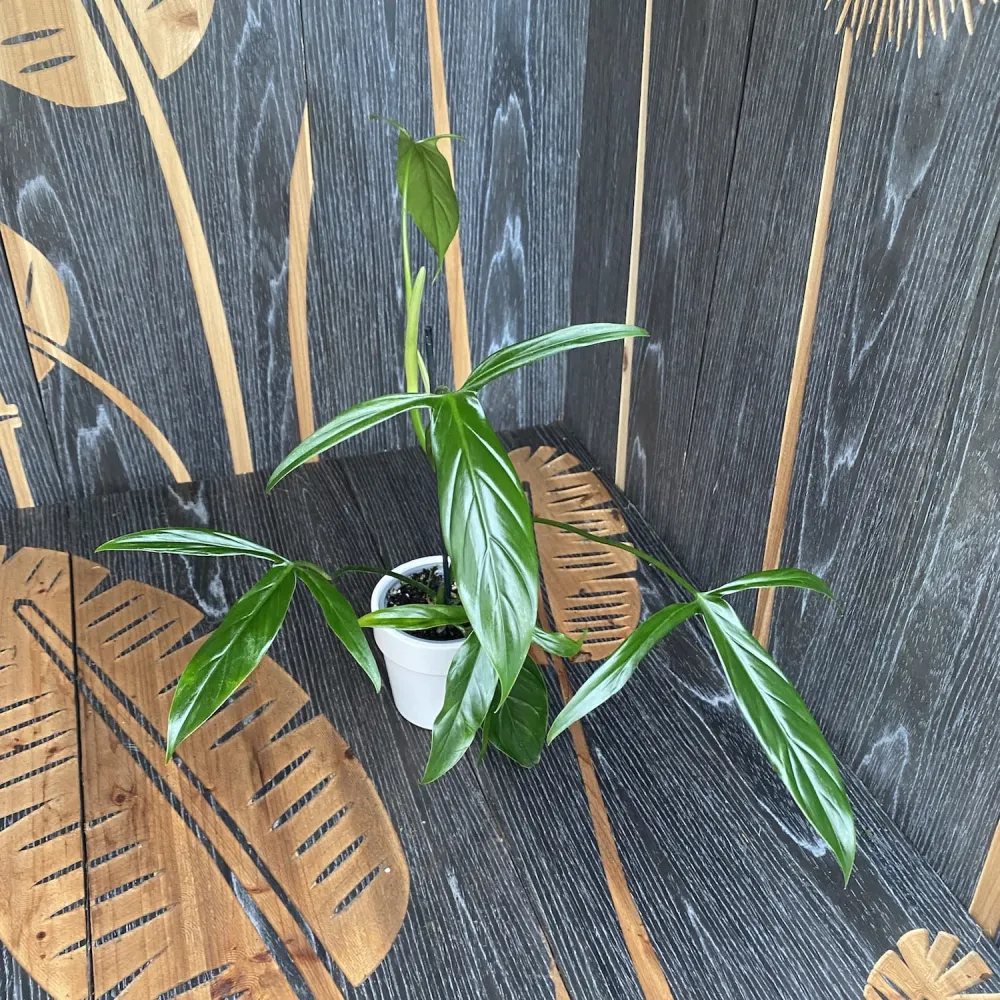 Philodendron anisotomum