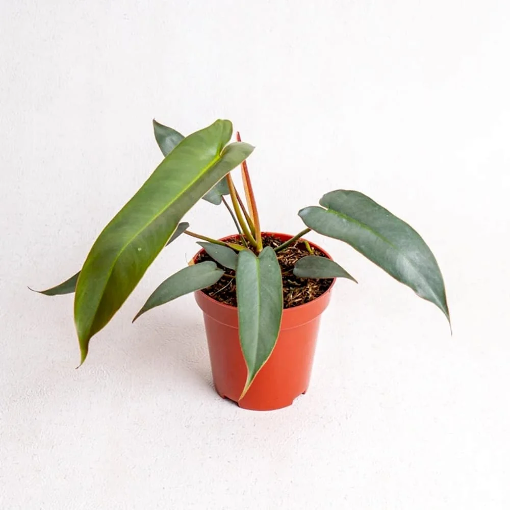 Philodendron atabapoense