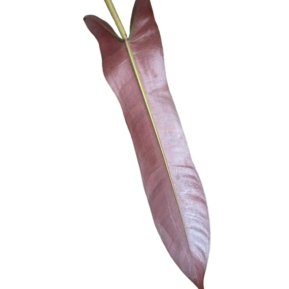 Philodendron atabapoense