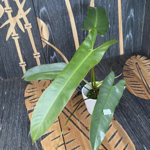 Philodendron atabapoense