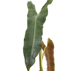 Philodendron atabapoense D15