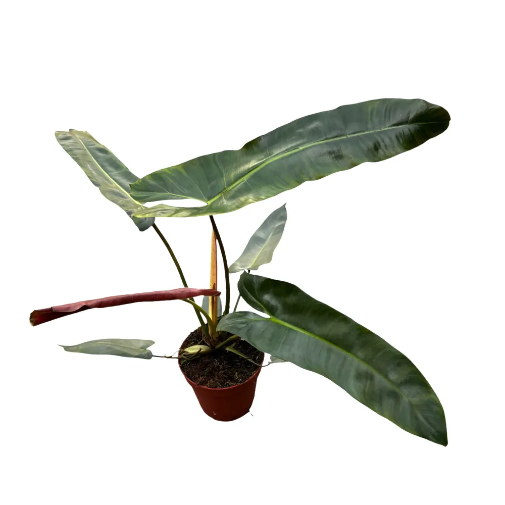 Philodendron atabapoense D15