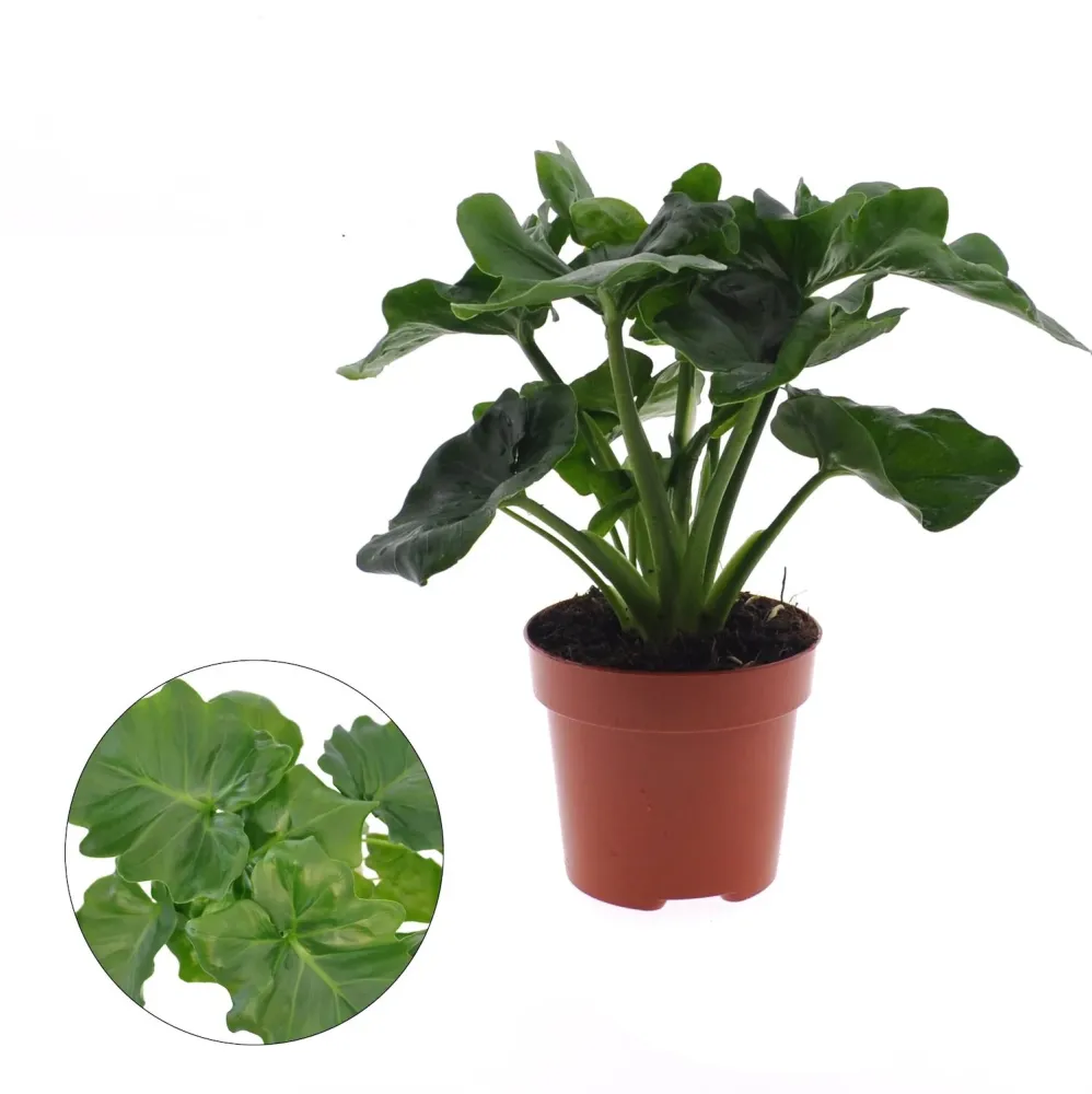 Philodendron Atom