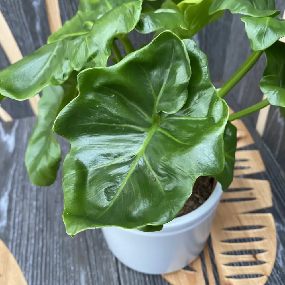 Philodendron Atom