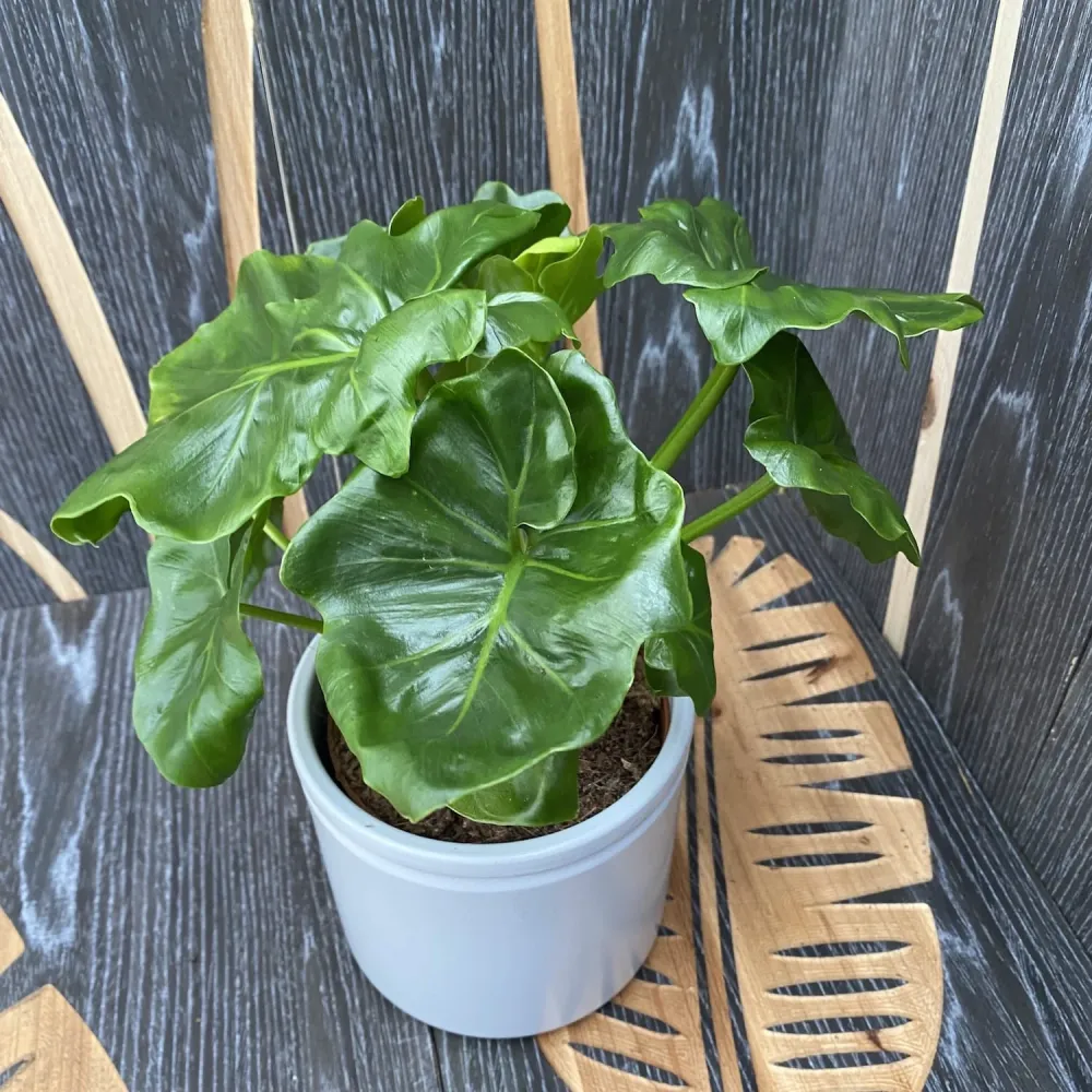 Philodendron Atom