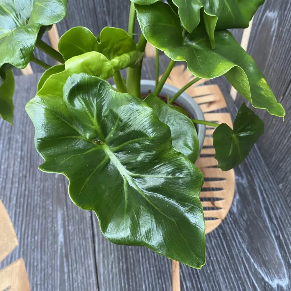 Philodendron Atom