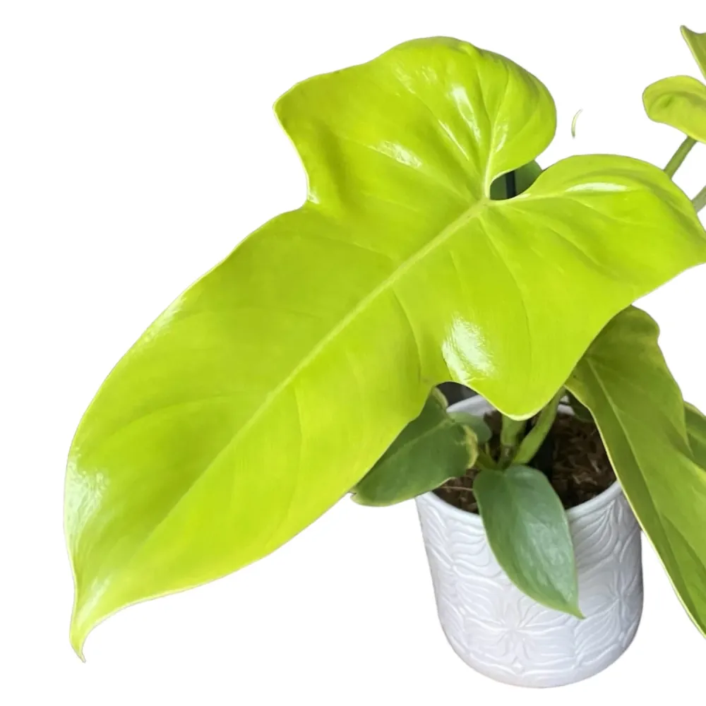 Philodendron Bipennifolium Aurea (Gold Violin)