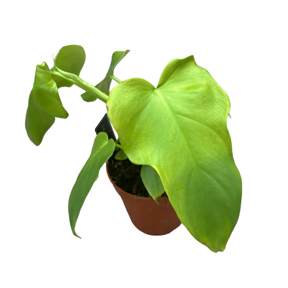 Philodendron Bipennifolium Aurea (Gold Violin)