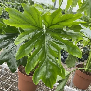 Philodendron bipinnatifidum 'Cum Laude'