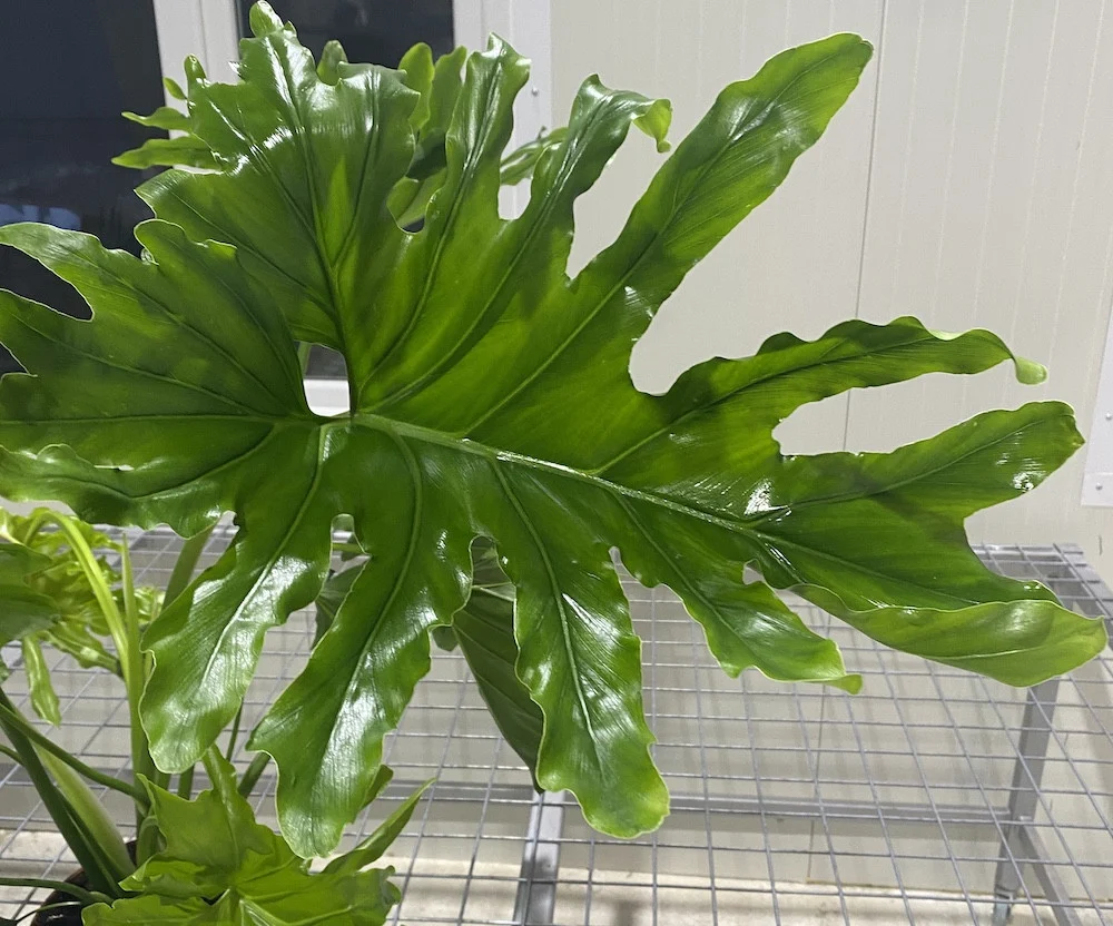 Philodendron bipinnatifidum 'Cum Laude'