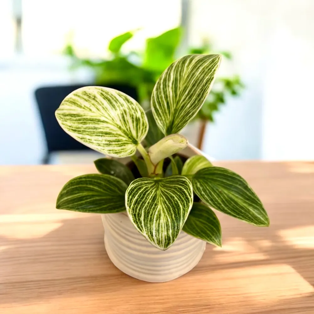 Philodendron Birkin (White Wave) *babyplant