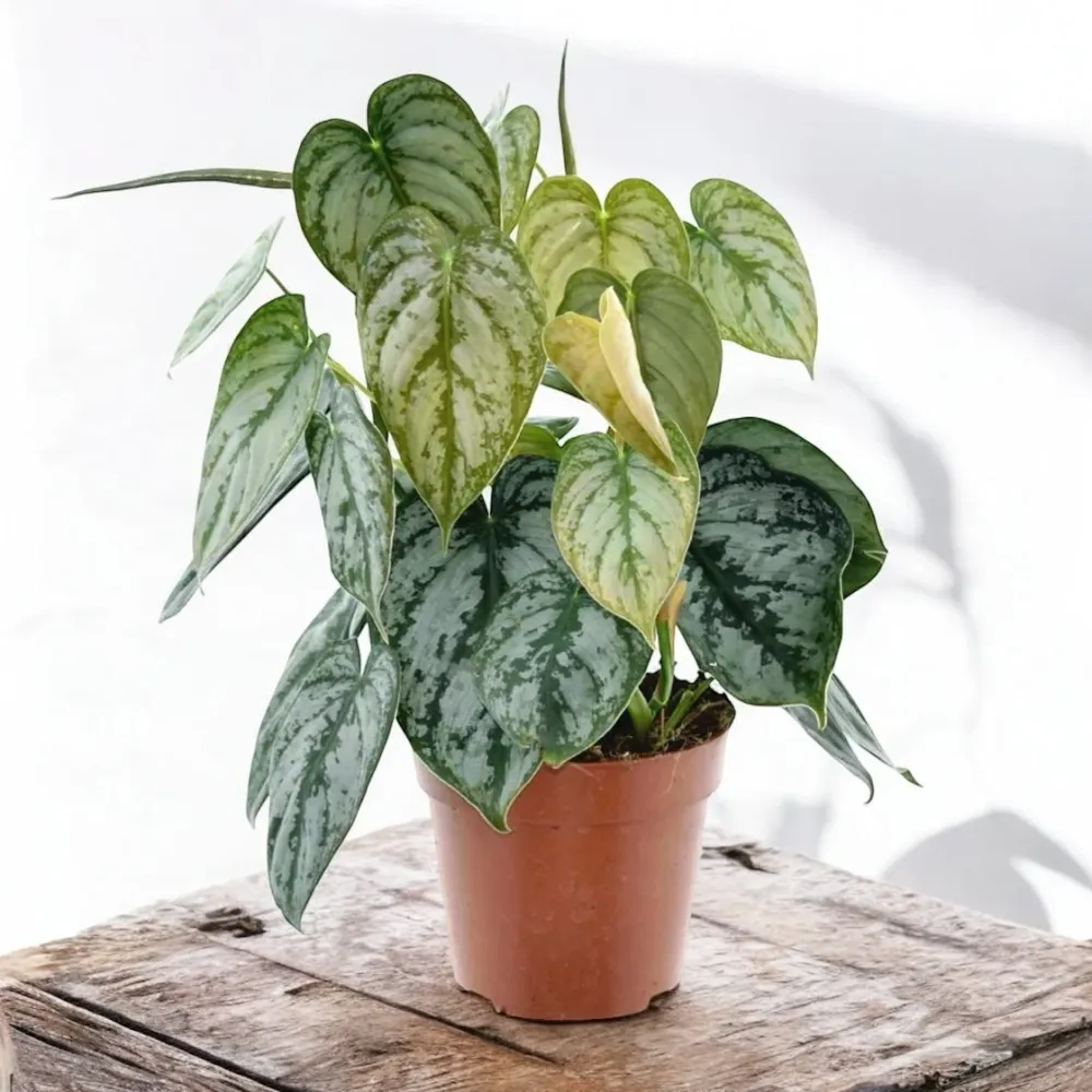 Philodendron brandtianum (Silver Leaf Philodendron)