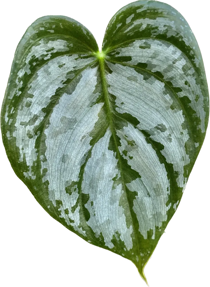 Philodendron brandtianum (Silver Leaf Philodendron)