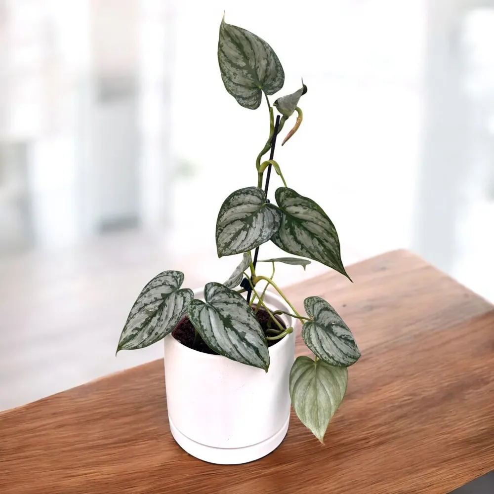 Philodendron brandtianum (Silver Leaf Philodendron)
