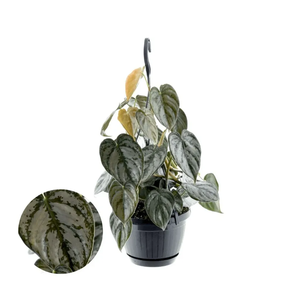 Philodendron brandtianum (Silver Leaf Philodendron) - exemplare mari