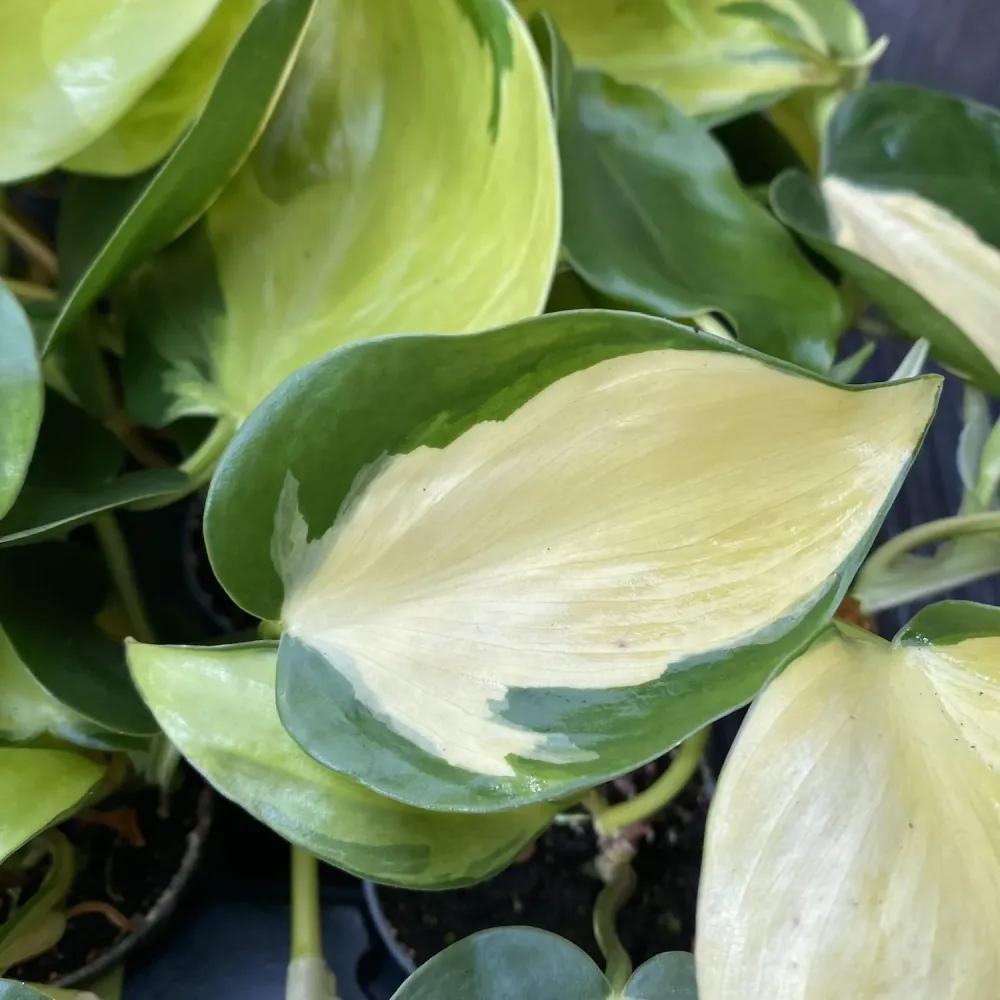 Philodendron brasil ‘Dark Nights’ * babyplant