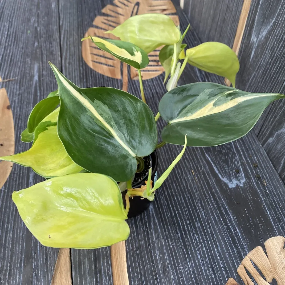 Philodendron brasil ‘Dark Nights’ * babyplant