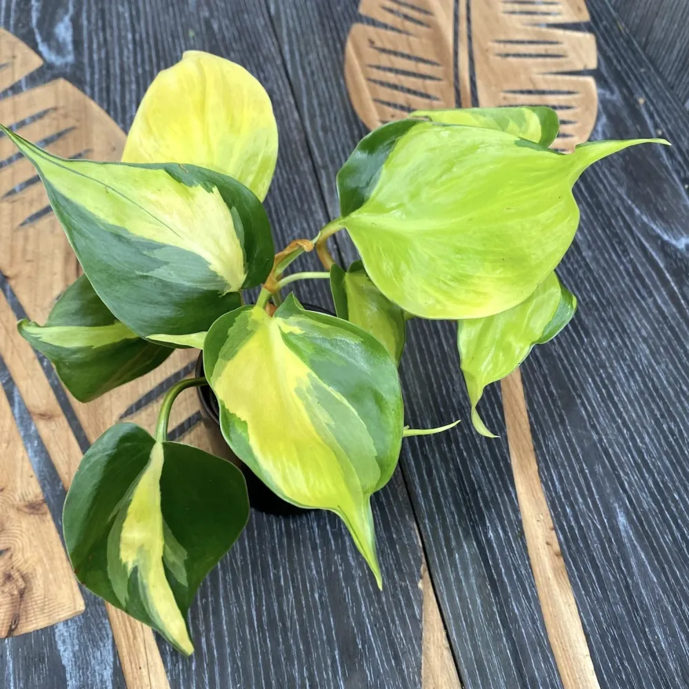 Philodendron brasil ‘Dark Nights’ * babyplant