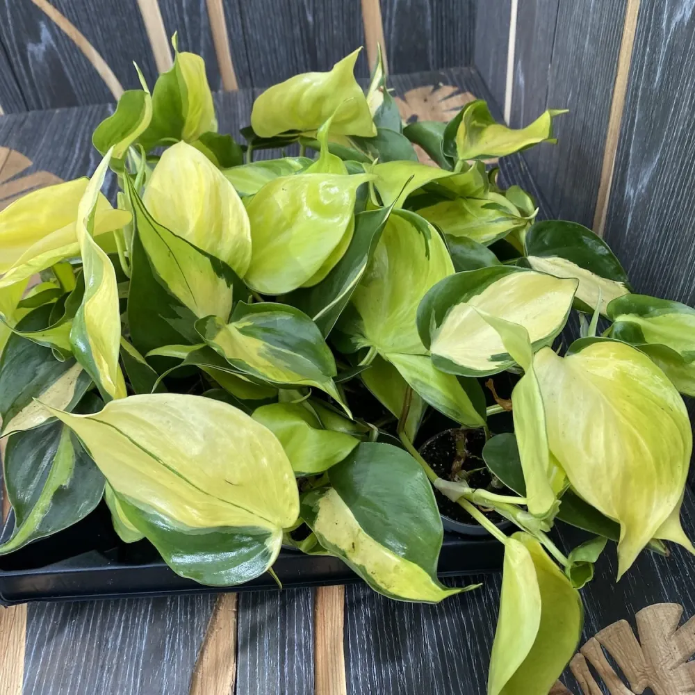 Philodendron brasil ‘Dark Nights’ * babyplant