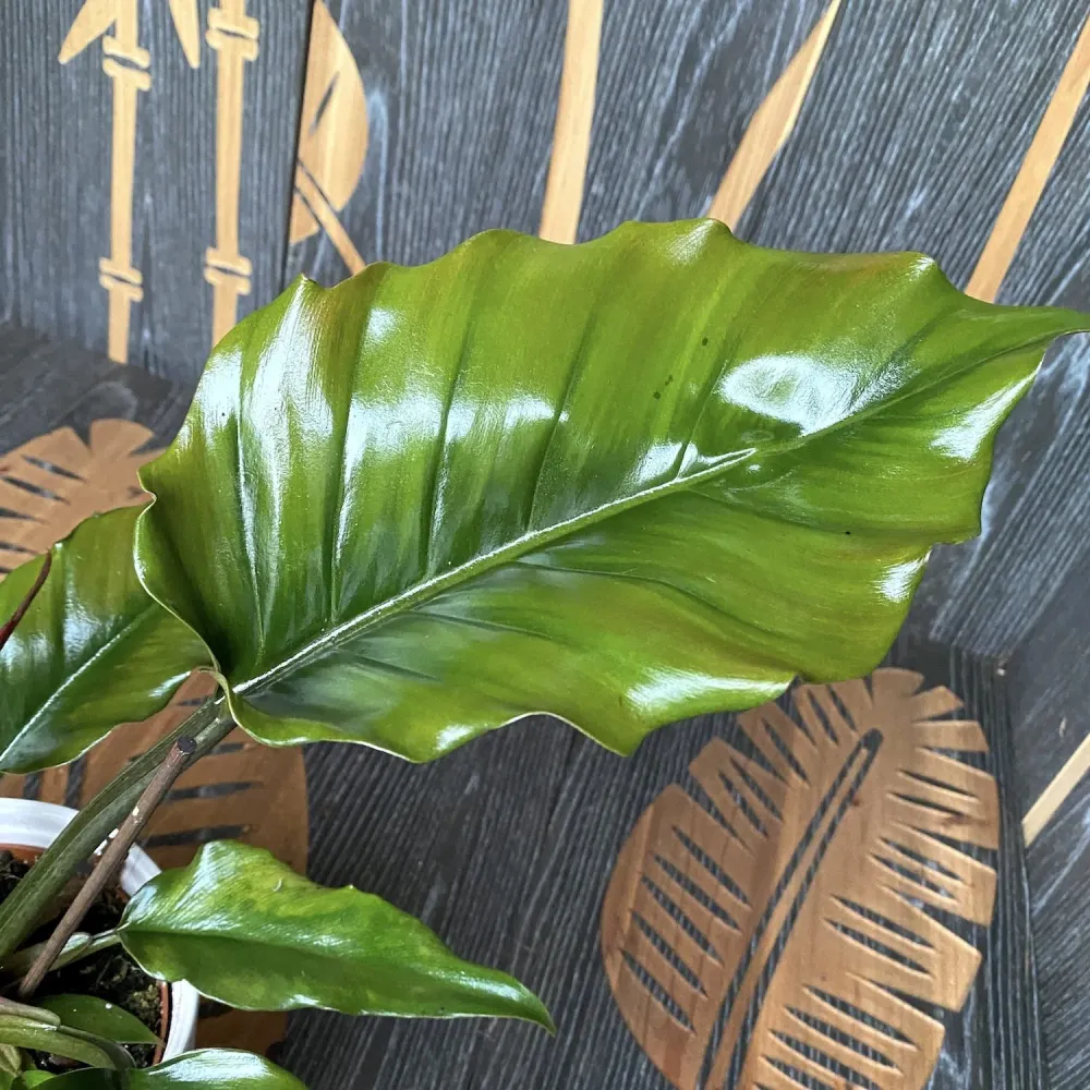 Philodendron Caramel