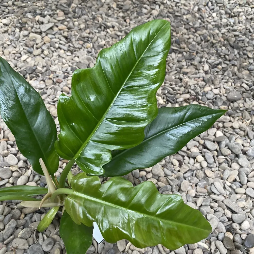 Philodendron crocodile