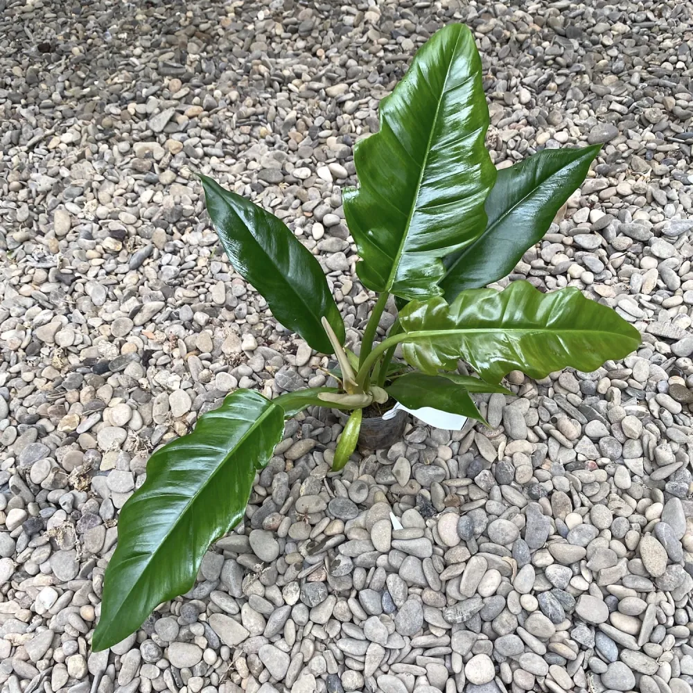 Philodendron crocodile