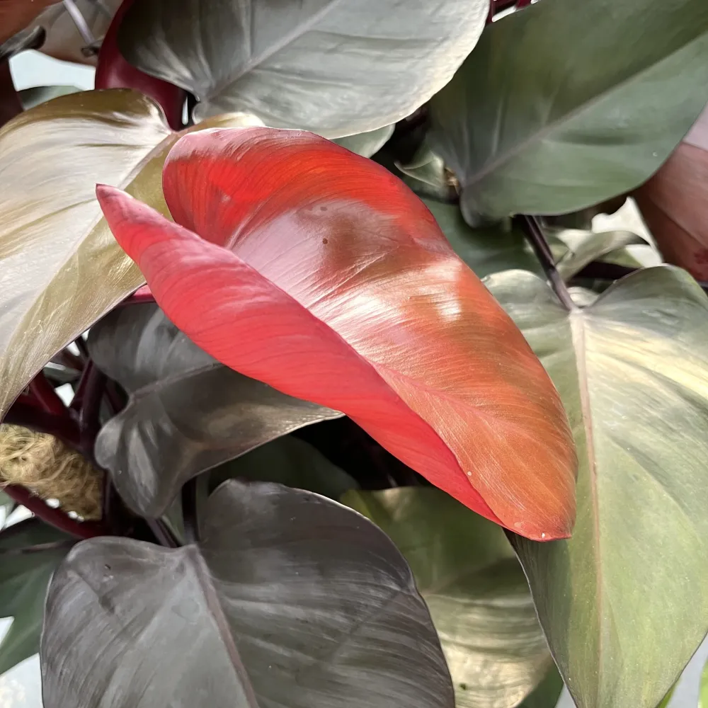 Philodendron erubescens 'Royal Queen' (New Red) - exemplare XL