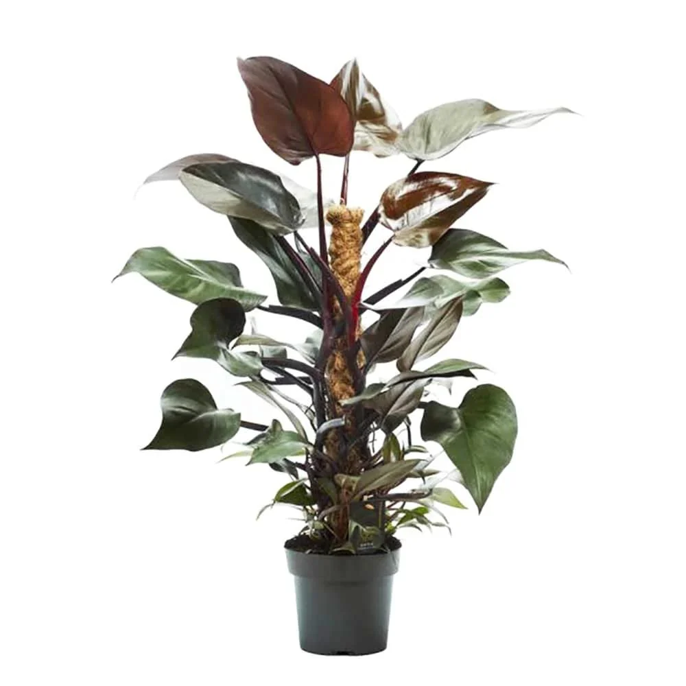Philodendron erubescens 'Royal Queen' (New Red) - exemplare XL