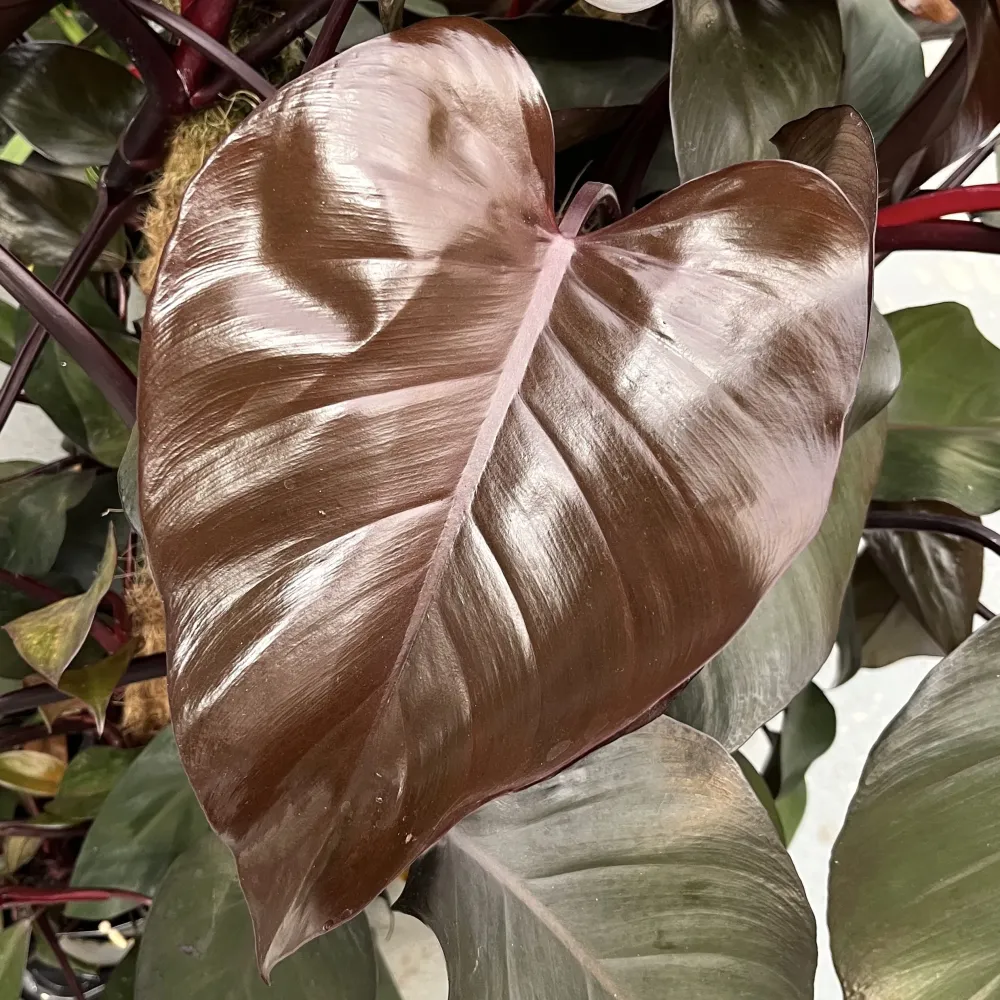 Philodendron erubescens 'Royal Queen' (New Red) - exemplare XL