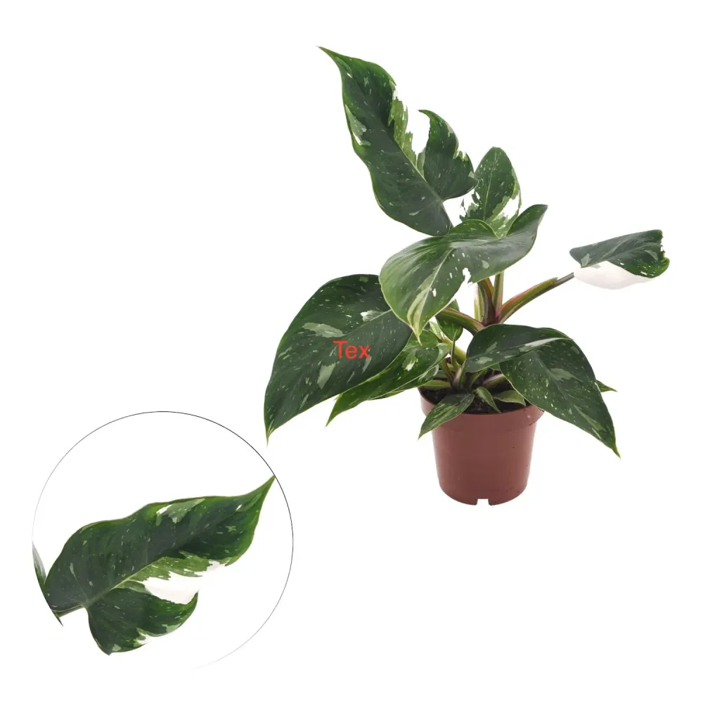 Philodendron erubescens 'White Princess' D12