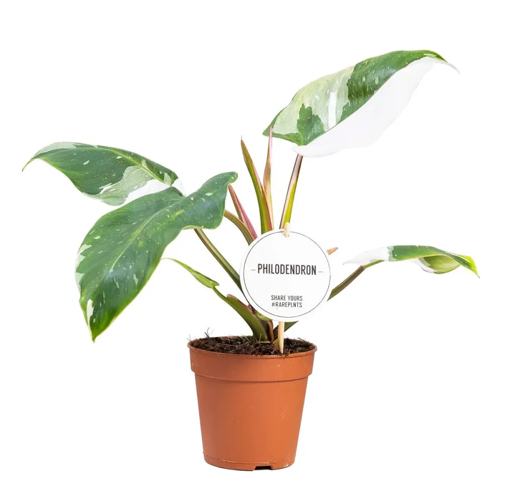 Philodendron erubescens 'White Princess' D12
