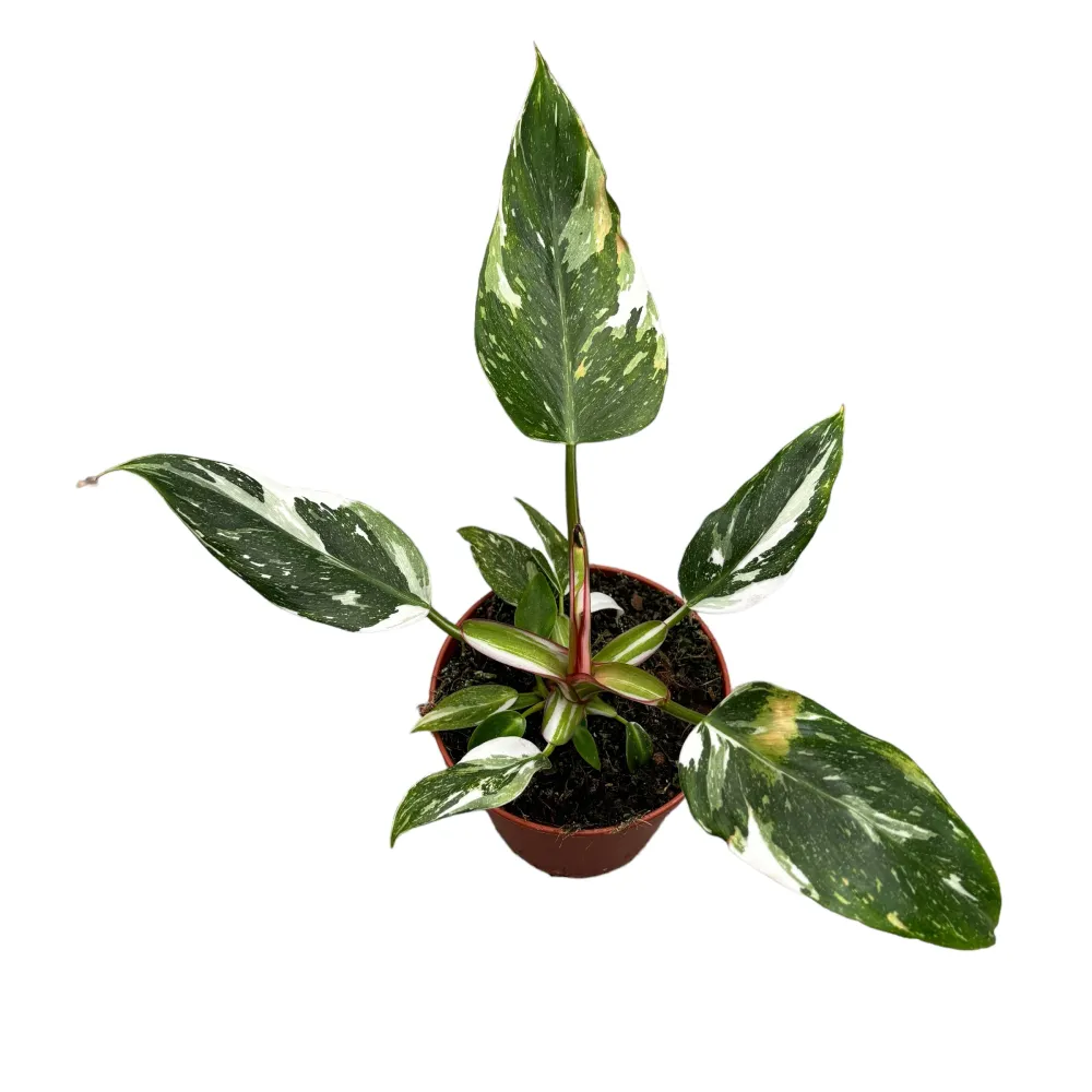 Philodendron erubescens 'White Princess' D12