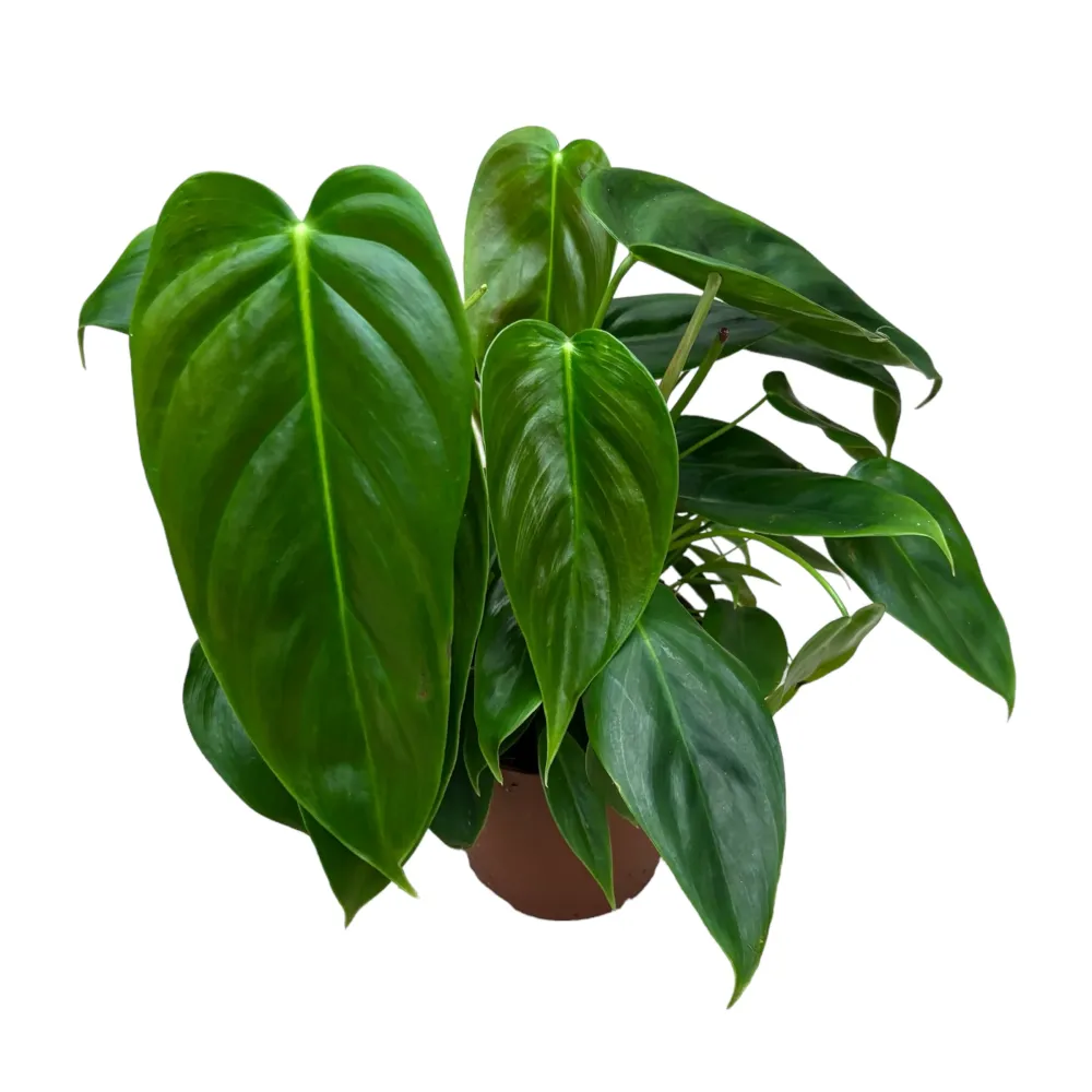 Philodendron esmeraldense