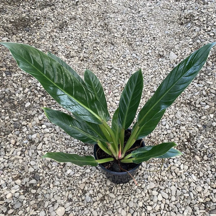 Philodendron Fatboy 'Yellow' XL