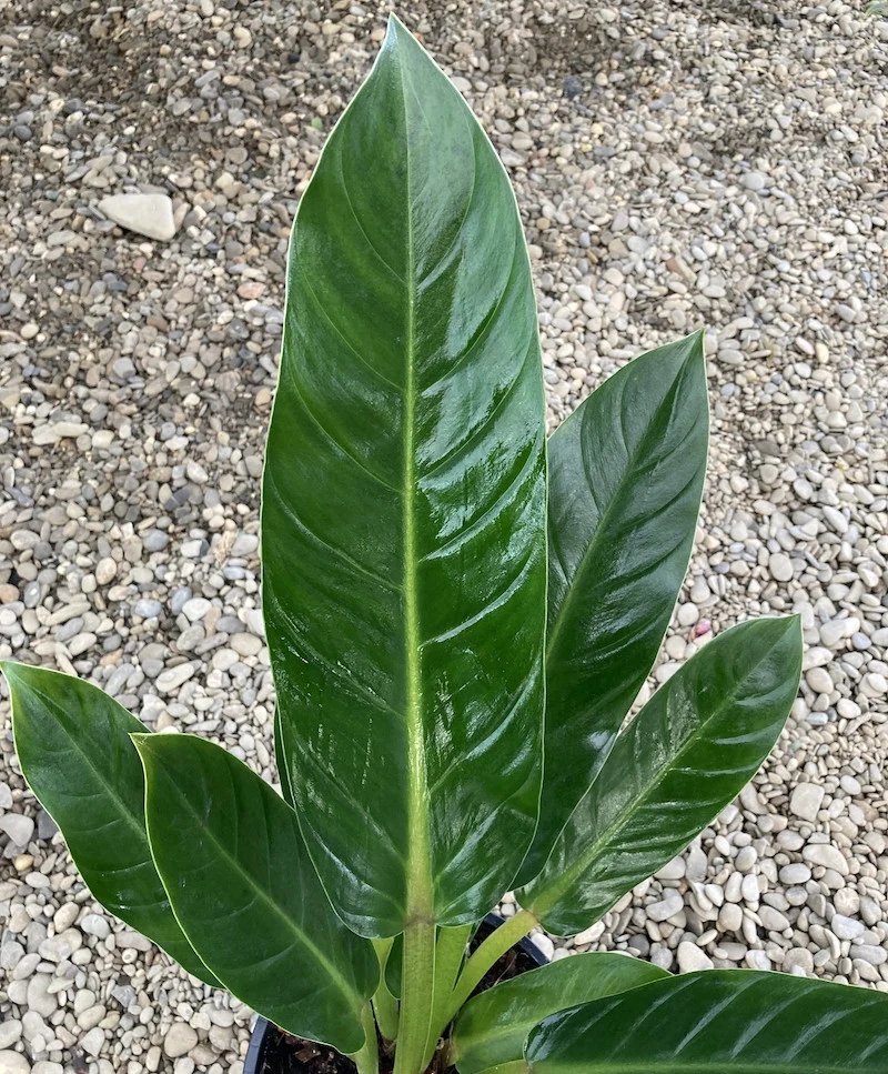 Philodendron Fatboy 'Yellow' XL