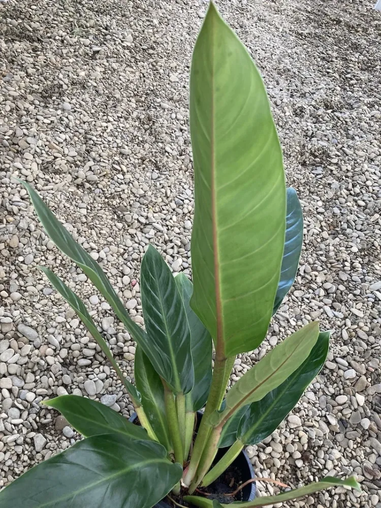 Philodendron Fatboy 'Yellow' XL