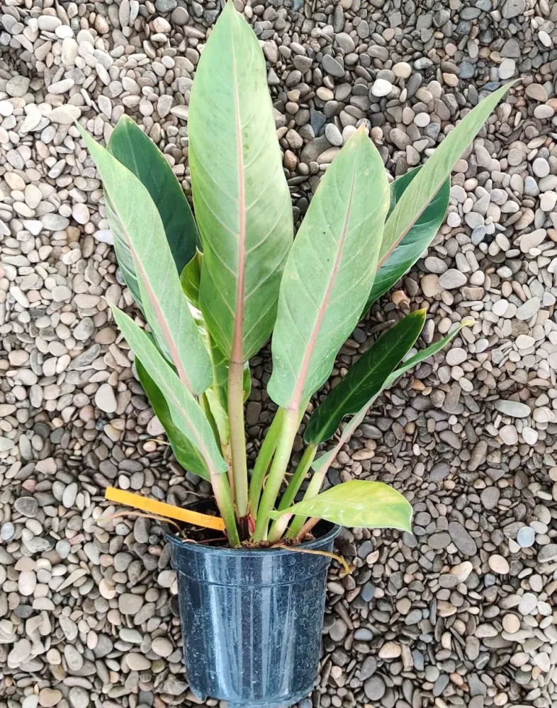 Philodendron Fatboy 'Yellow' XL