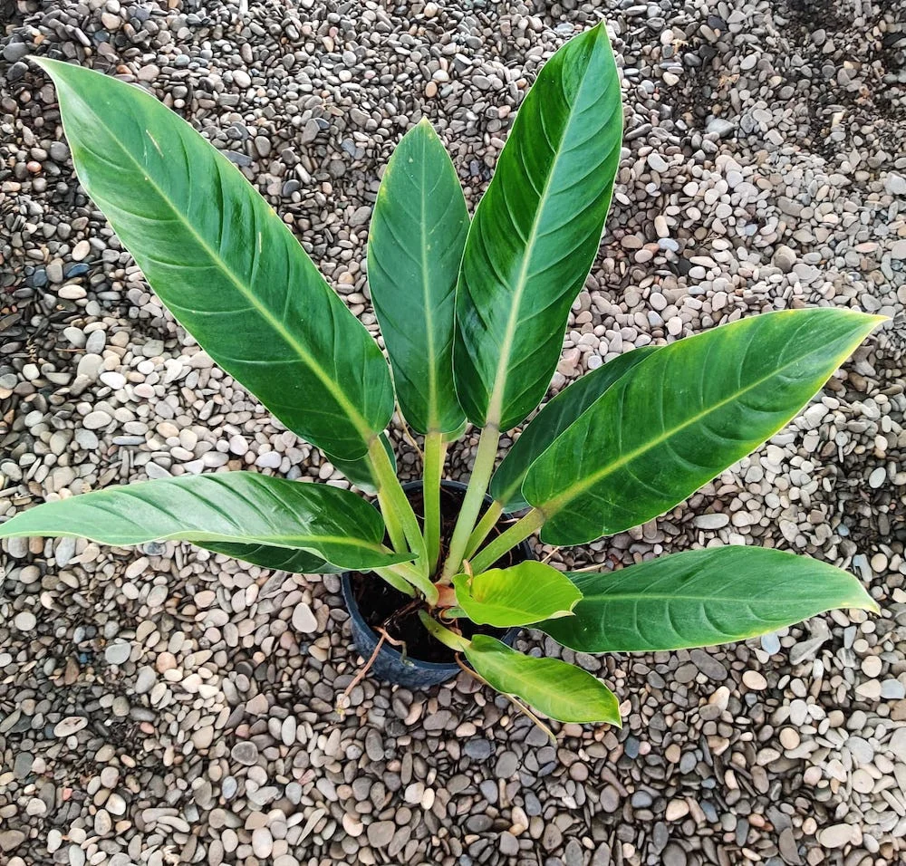 Philodendron Fatboy 'Yellow' XL