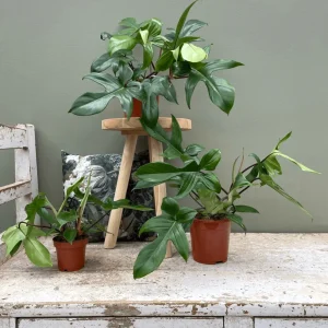 Philodendron 'Florida Beauty' (Green Ghost)