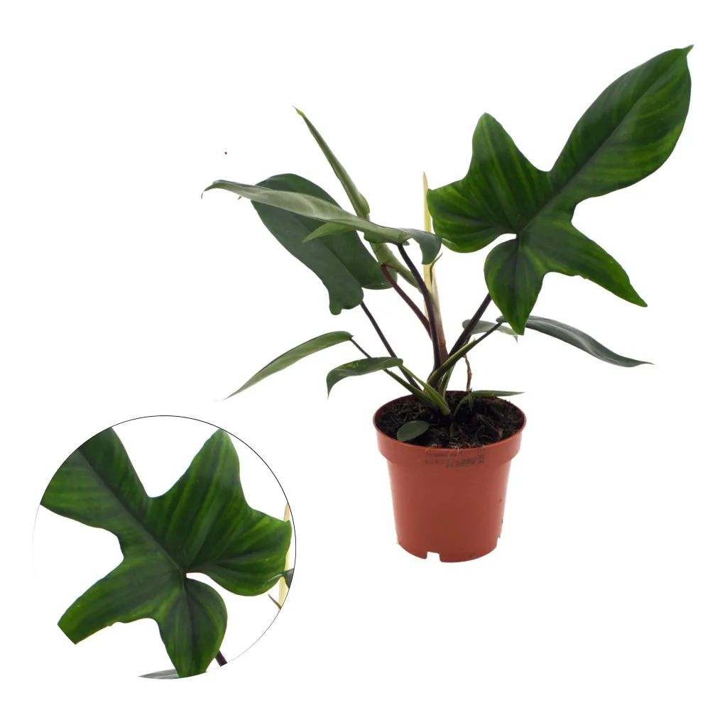 Philodendron 'Florida Beauty' (Green Ghost)